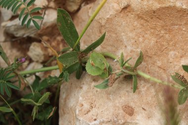 الأوراق والقرون، شهر نيسان. هذه الصورة مرخصة تحت المشاع الإبداعي نسب المصنف - غير تجاري 4.0