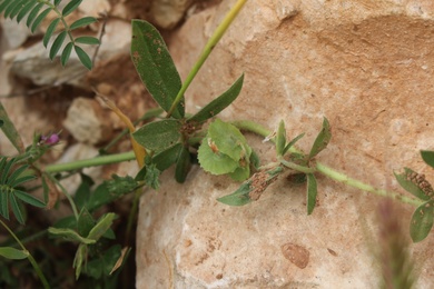 Leaves & Pods, April. This photo is available under the Creative Commons CC-BY-NC 4.0 License.