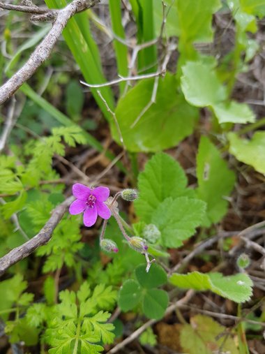 الأزهار، شهر شباط. هذه الصورة مرخصة تحت المشاع الاٍبداعي نسب المصنف - غير تجاري 4.0