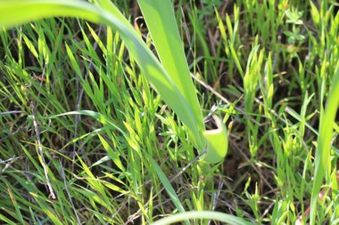 Leaves, March. This photo is available under the Creative Commons CC-BY-NC 4.0 License.