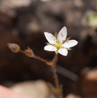 Via inaturalist. Licensed under Attribution-NonCommercial 4.0.International.