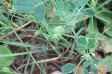 البذور و الأوراق، شهر نيسان. هذه الصورة مرخصة تحت المشاع الاٍبداعي نسب المصنف - غير تجاري 4.0