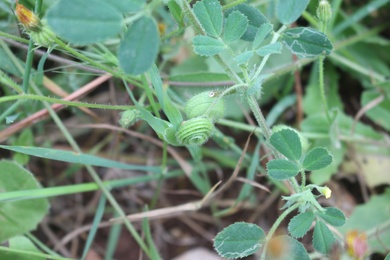 Seed Pods & Leaves, April. This photo is available under the Creative Commons CC-BY-NC 4.0.