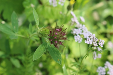 Flower & Leaves, March. This photo is available under the Creative Commons CC-BY-NC 4.0 License.