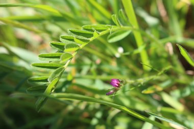 الزهرة و الأوراق، شهر آذار. هذه الصورة مرخصة تحت المشاع الاٍبداعي نسب المصنف - غير تجاري 4.0