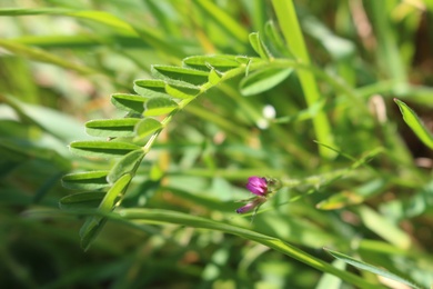 Flower & Leaves, March. This photo is available under the Creative Commons CC-BY-NC 4.0.