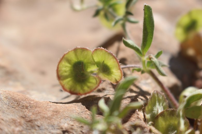القرون  والأوراق، شهر نيسان. هذه الصورة مرخصة تحت المشاع الإبداعي نسب المصنف - غير تجاري 4.0
