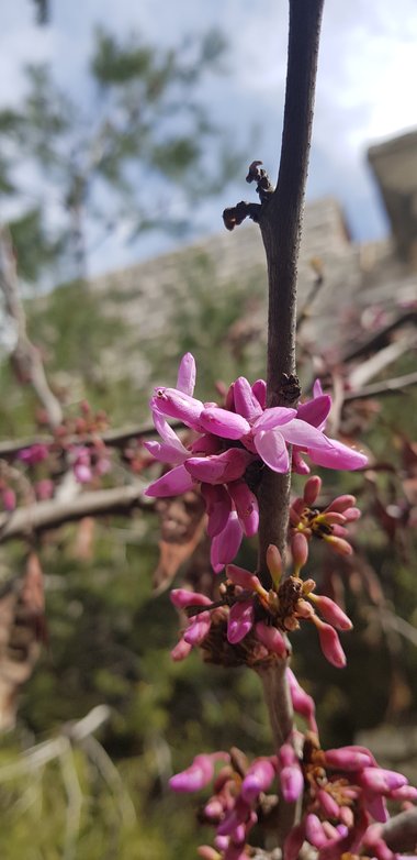 Flowers, March. This photo is available under the Creative Commons CC-BY-NC 4.0.