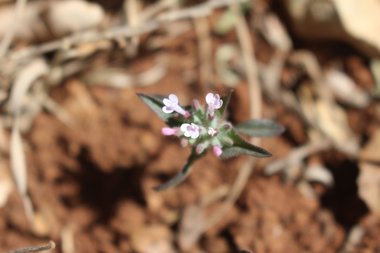 الأزهار والأوراق، شهر نيسان. هذه الصورة مرخصة تحت المشاع الاٍبداعي نسب المصنف - غير تجاري 4.0