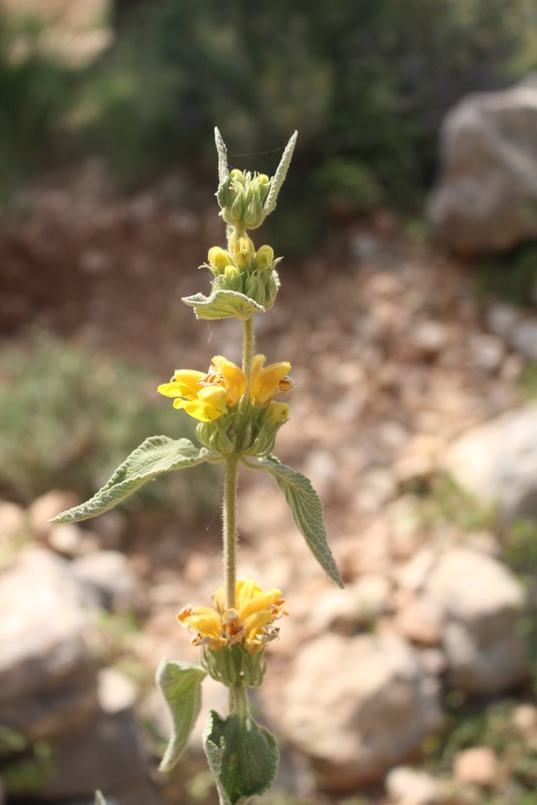 صورة عامة، شهر أيار. هذه الصورة مرخصة تحت المشاع الاٍبداعي نسب المصنف - غير تجاري 4.0