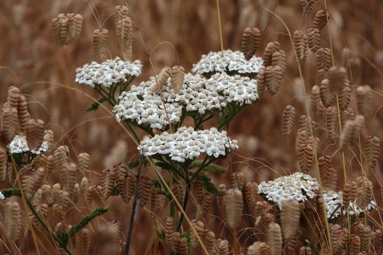 نسب المصنف - غير تجاري 4.0 دولي (CC BY-NC 4.0)- i naturalist.