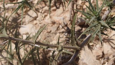 Leaves, July. This photo is available under the Creative Commons CC-BY-NC 4.0 License.