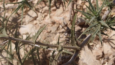 Leaves, July. This photo is available under the Creative Commons CC-BY-NC 4.0 License.