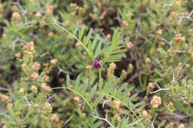 Flower & Leaves, March. This photo is available under the Creative Commons CC-BY-NC 4.0.