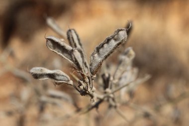 قرون البذور، شهر تموز. هذه الصورة مرخصة تحت المشاع الاٍبداعي نسب المصنف - غير تجاري 4.0