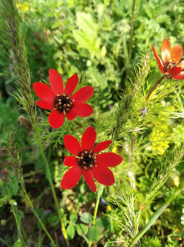 Via inaturalist. Licensed under Attribution-NonCommercial 4.0.International.