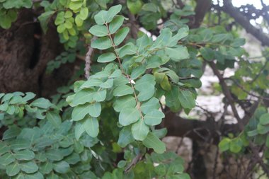 الأوراق، شهر كانون الأول. هذه الصورة مرخصة تحت المشاع الإبداعي نسب المصنف - غير تجاري 4.0