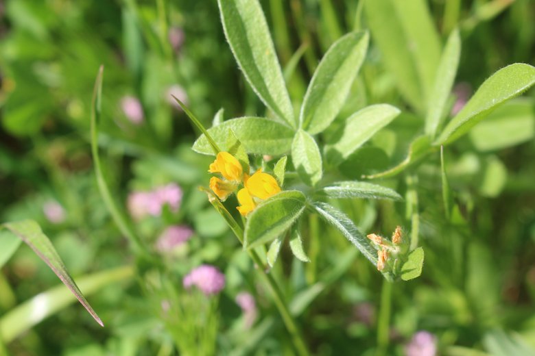 الأزهار والأوراق، شهر آذار. هذه الصورة مرخصة تحت المشاع الإبداعي نسب المصنف - غير تجاري 4.0