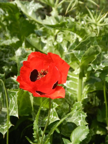 الأزهار، شهر نيسان. هذه الصورة مرخصة تحت المشاع الاٍبداعي نسب المصنف - غير تجاري 4.0