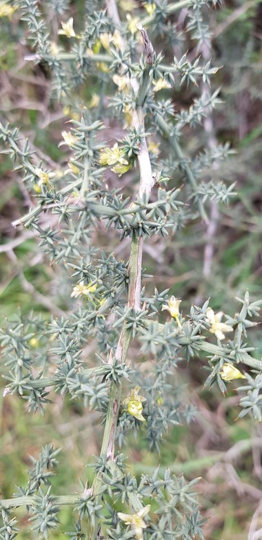 الأزهار، شهر كانون الأول. هذه الصورة مرخصة تحت المشاع الاٍبداعي نسب المصنف - غير تجاري 4.0