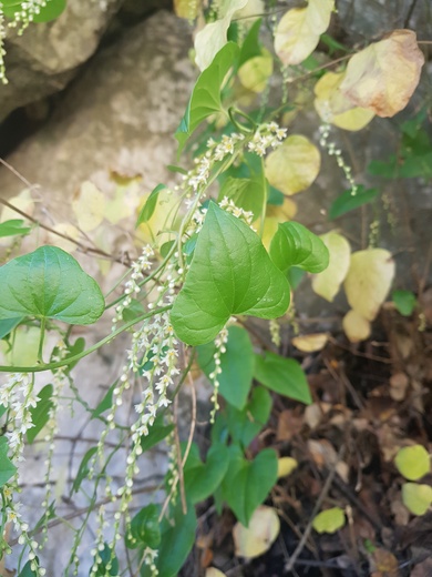 General View, January. This photo is available under the Creative Commons CC-BY-NC 4.0.