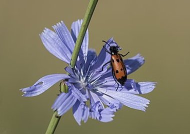 بيانات ويكي