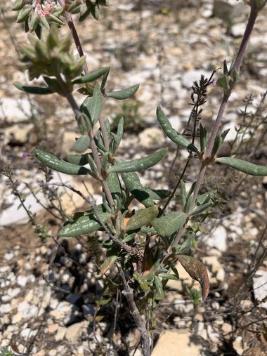 General View, April. This photo is available under the Creative Commons CC-BY-NC 4.0 License.