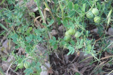 البذور و الأوراق، شهر أيار. هذه الصورة مرخصة تحت المشاع الاٍبداعي نسب المصنف - غير تجاري 4.0