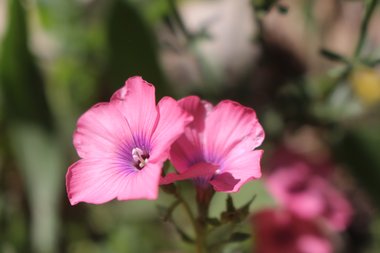 Flowers, April. This photo is available under the Creative Commons CC-BY-NC 4.0 License.