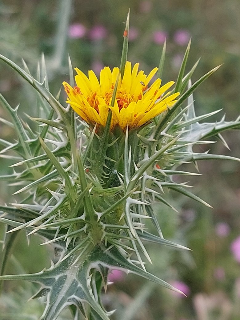 نسب المصنف - غير تجاري 4.0 دولي (CC BY-NC 4.0)- i naturalist.