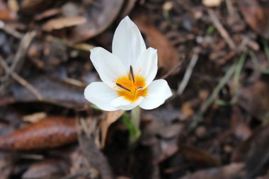 الأزهار، شهر تشرين الثاني. هذه الصورة مرخصة تحت المشاع الإبداعي نسب المصنف - غير تجاري 4