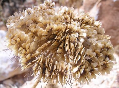 نسب المصنف - غير تجاري 4.0 دولي (CC BY-NC 4.0)- i naturalist.