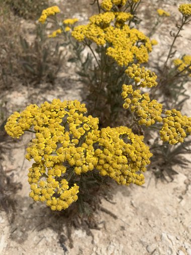 الأزهار والاوراق، شهر ايار. هذه الصورة مرخصة تحت المشاع الاٍبداعي نسب المصنف - غير تجاري 4.0