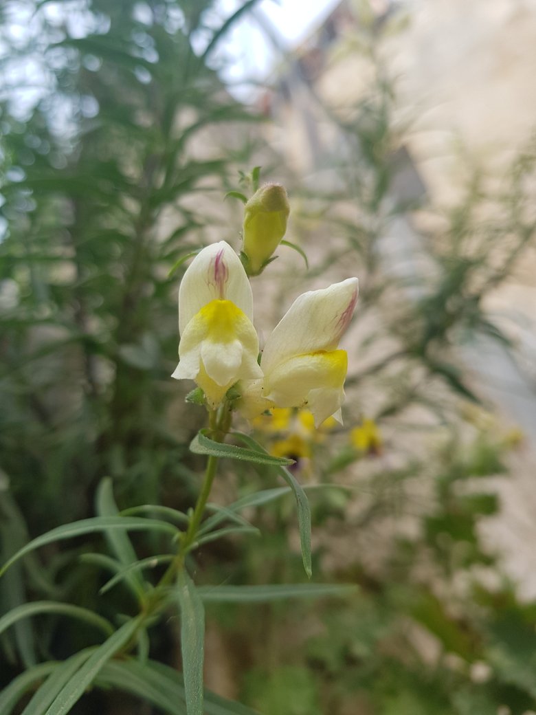 Flowers, April. This photo is available under the Creative Commons CC-BY-NC 4.0 License.