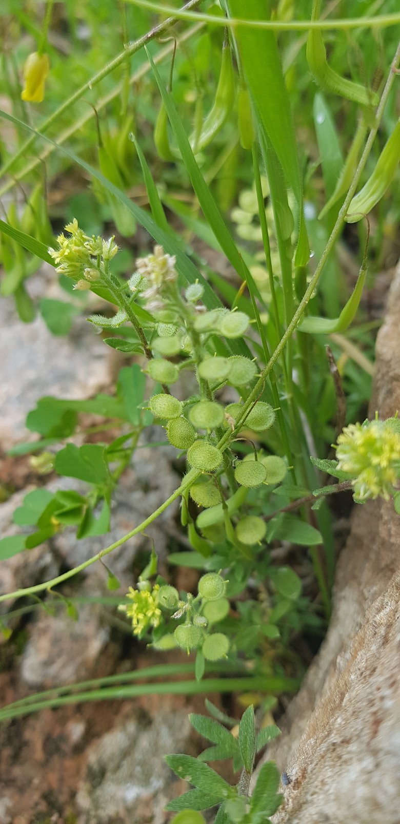 صورة عامة، شهر آذار. هذه الصورة مرخصة تحت المشاع الاٍبداعي نسب المصنف - غير تجاري 4.0