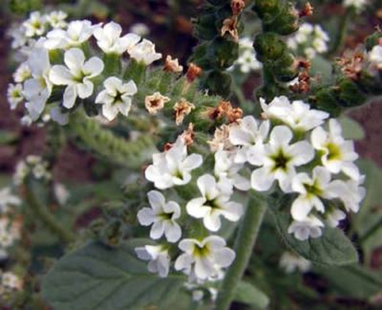 ويكيداتا. مرخص بموجب رخصة المشاع الإبداعي نسبة المصنف إِلى مؤلفه - المشاركة بالمثل 3.0 العامة.