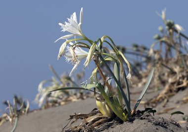 ويكيداتا. مرخص بموجب رخصة المشاع الإبداعي نسبة المصنف إِلى مؤلفه - المشاركة بالمثل 3.0 العامة.