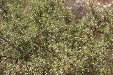 صورة عامة، شهر آب. هذه الصورة مرخصة تحت المشاع الاٍبداعي نسب المصنف - غير تجاري 4.0