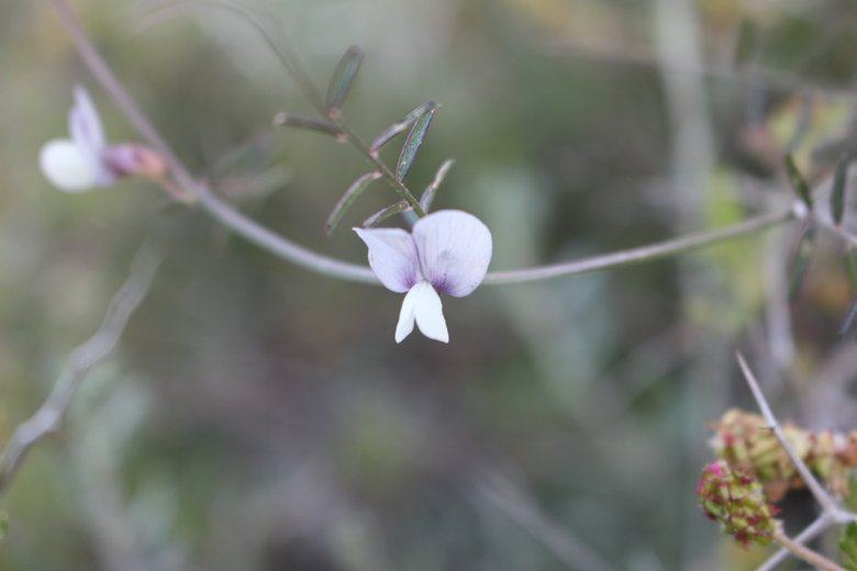 الزهرة، شهر آذار. هذه الصورة مرخصة تحت المشاع الاٍبداعي نسب المصنف - غير تجاري 4.0