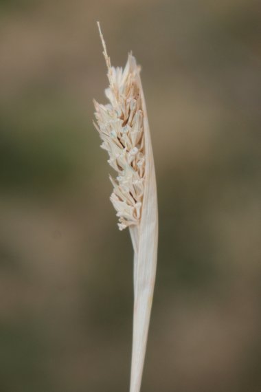 نسب المصنف - غير تجاري 4.0 دولي (CC BY-NC 4.0)- i naturalist.