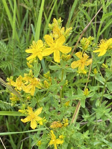 نسب المصنف - غير تجاري 4.0 دولي (CC BY-NC 4.0)- i naturalist.