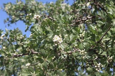 الأزهار و الأوراق، شهر نيسان. هذه الصورة مرخصة تحت المشاع الإبداعي نسب المصنف - غير تجاري 4.0