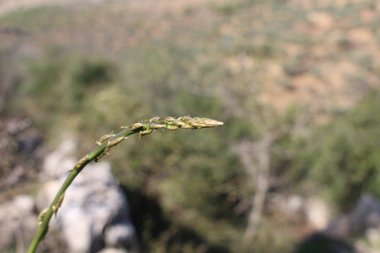 ساق صغير، شهر نيسان. هذه الصورة مرخصة تحت المشاع الاٍبداعي نسب المصنف - غير تجاري 4.0