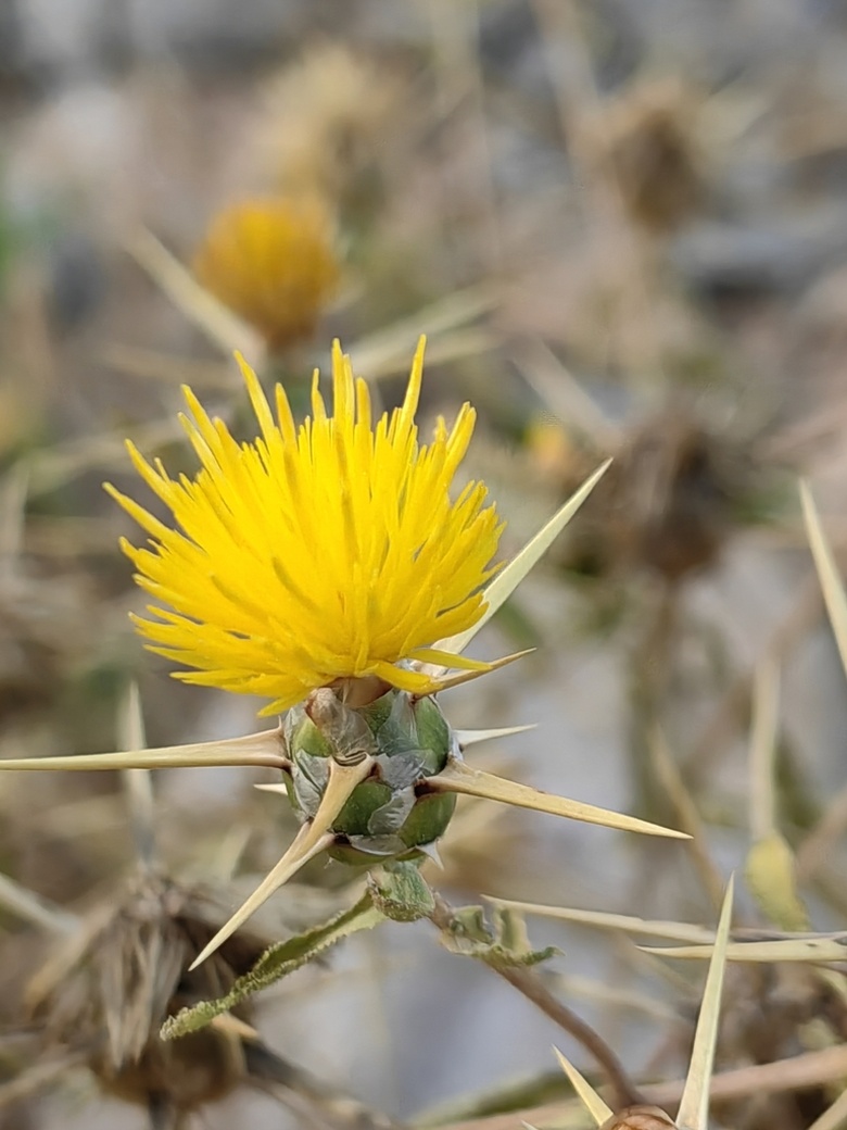 Via inaturalist. Licensed under Attribution-NonCommercial 4.0.International.