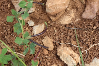Fruits & Leaves, April. This photo is available under the Creative Commons CC-BY-NC 4.0 License.