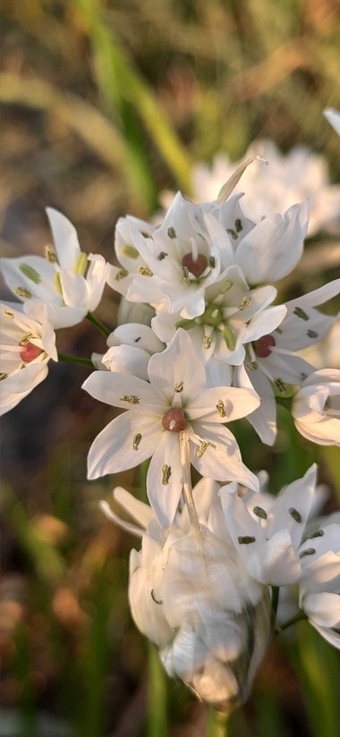 نسب المصنف - غير تجاري 4.0 دولي (CC BY-NC 4.0)- i naturalist.