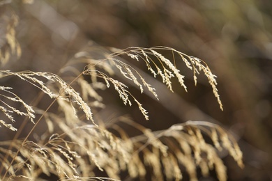 Via inaturalist. Licensed under Attribution-NonCommercial 4.0.International.