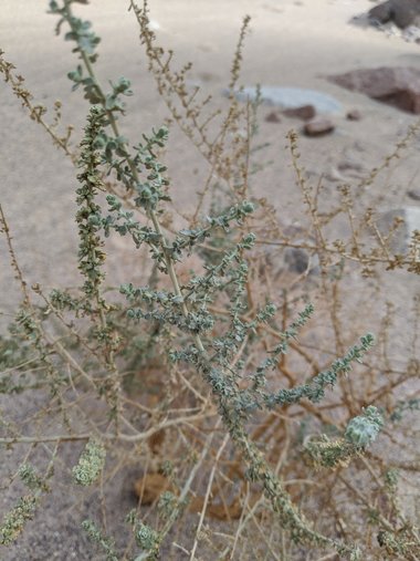 نسب المصنف - غير تجاري 4.0 دولي (CC BY-NC 4.0)- i naturalist.