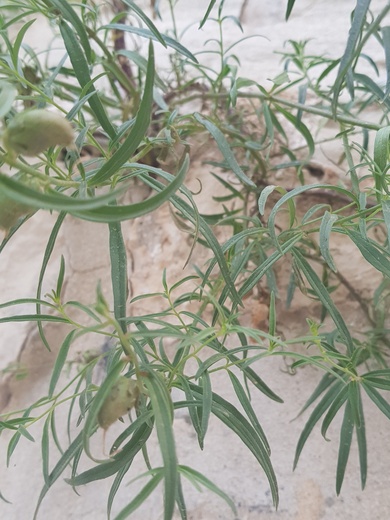 Leaves, May. This photo is available under the Creative Commons CC-BY-NC 4.0 License.