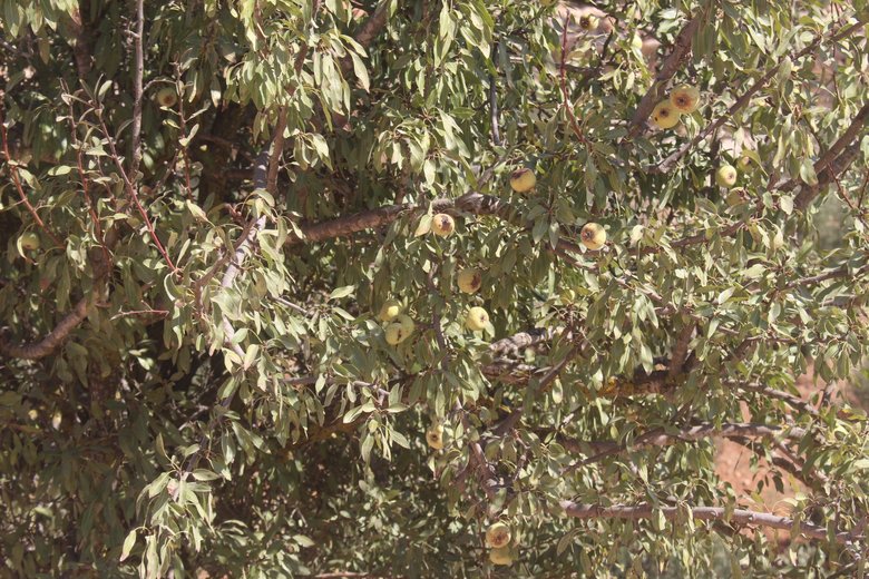 الثمار و الأوراق، شهر تشرين الأول. هذه الصورة مرخصة تحت المشاع الاٍبداعي نسب المصنف - غير تجاري 4.0